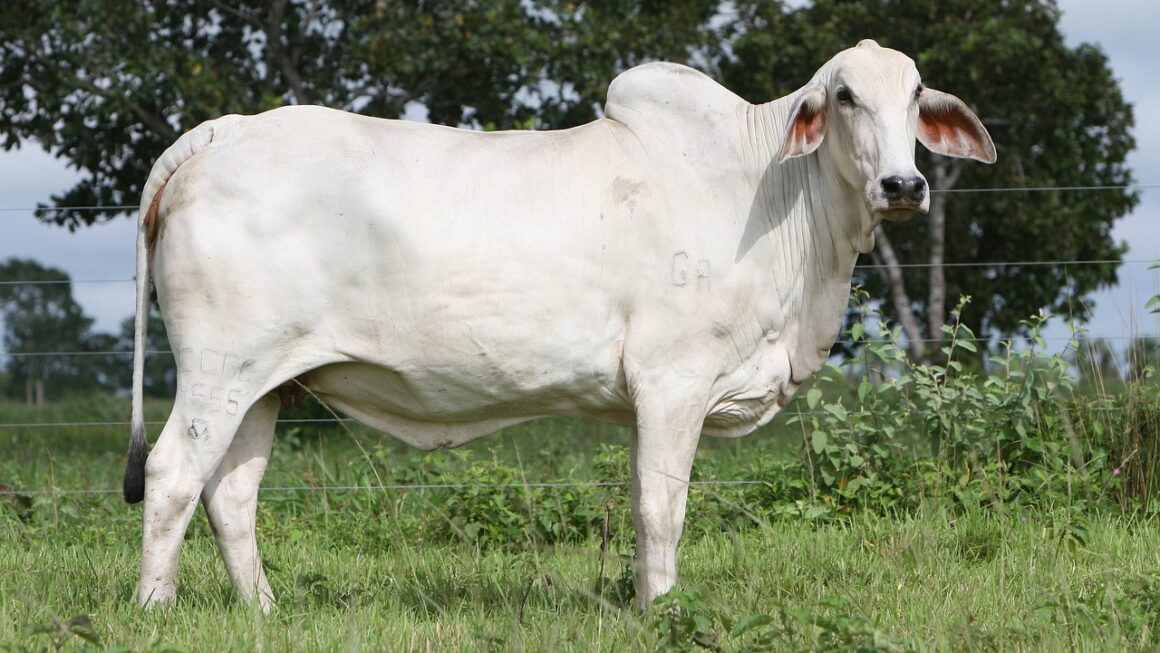 Expofeira Paraíba Agronegócios 2024 começa neste domingo e volume de negócios deve atingir R$ 25 mi