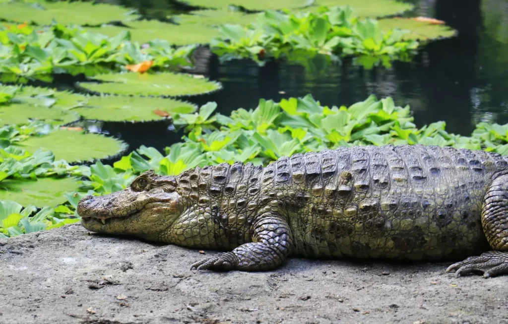 Parque Arruda Câmara preserva espécies de crocodilianos que já foram ameaçados de extinção