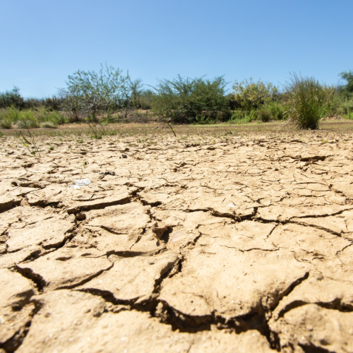 Seis cidades da Paraíba têm estado de emergência decretado devido à estiagem